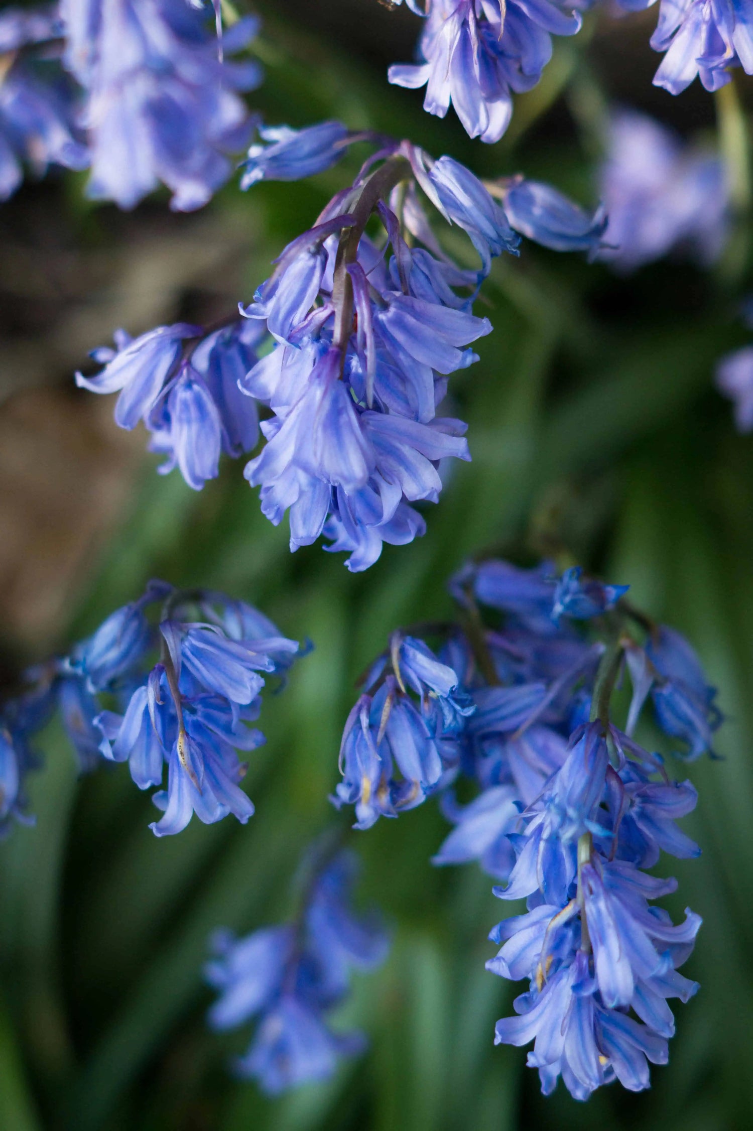 Close-up of bluebell flowers with a blurred background