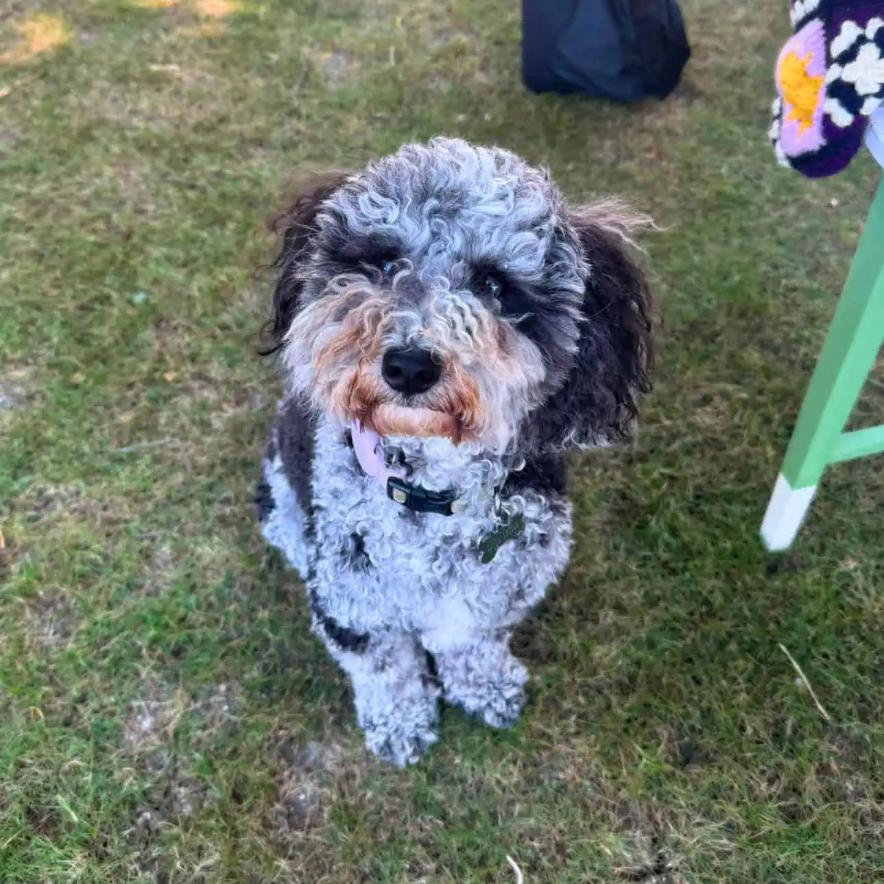 Dog standing on grass